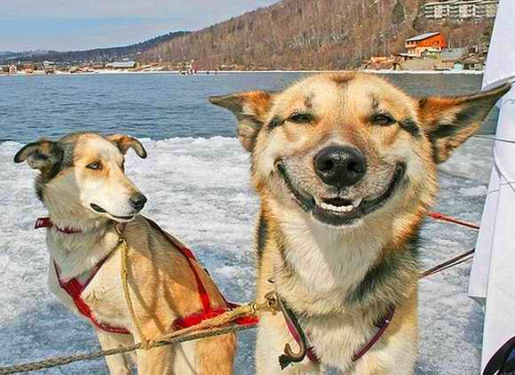 dog-smiling[1].jpg
