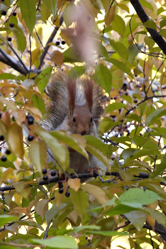 DSC_2797-(копия)800.jpg